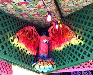 Baru Parrot