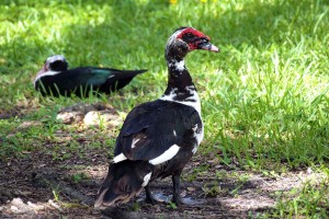 Duck!
