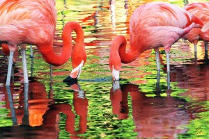 Flamingos 3