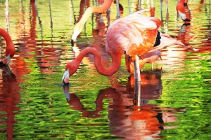 Flamingos 2