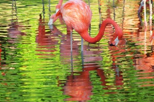 Flamingos 1