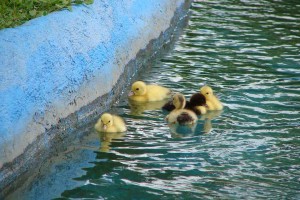 Ducklings