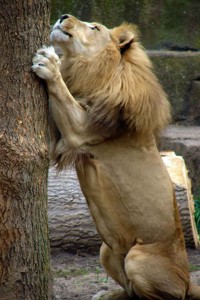 Mufasa