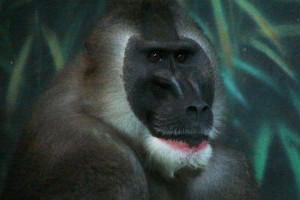 Monkey 2