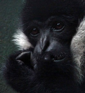 Monkey 1