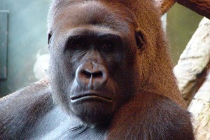 Gorilla