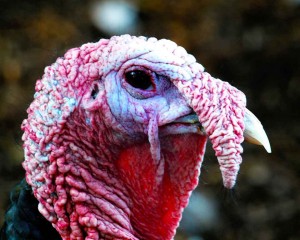Turkey