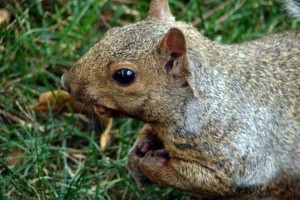 Squirrel