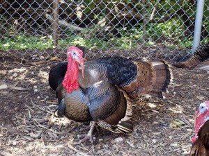 Wild Turkey