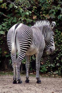 Zebra
