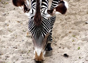 Zebra