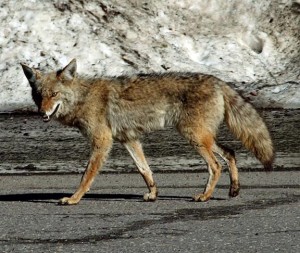 Coyote