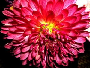 Flower 01