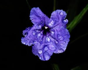 Flower 02
