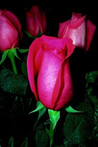 Flower 04