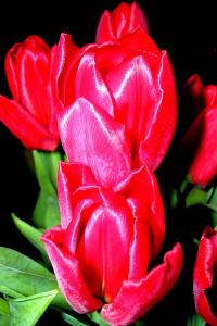 Flower 05