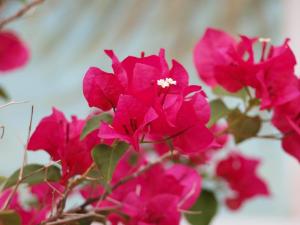 Flower 07